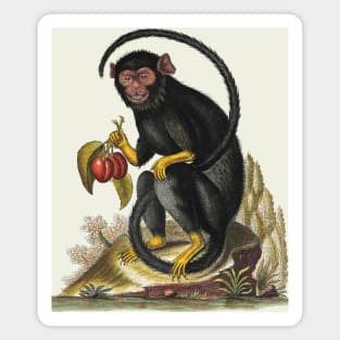 Longtailed black ape with yellow hands and feet, holding two plums. Magnet